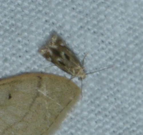Elachista sp.