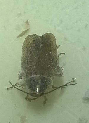Blattella germanica