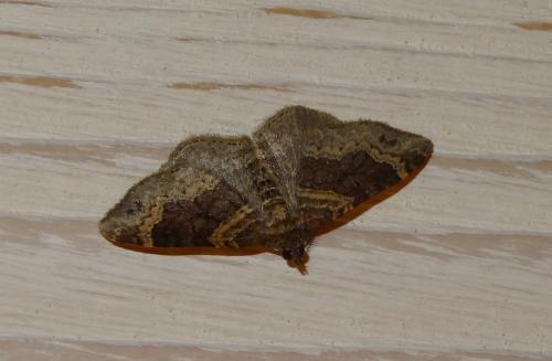 Réf. 167 826 : Xanthorhoe sp.