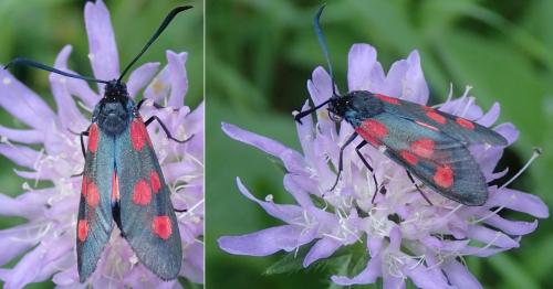 Réf. 167 848 : Zygaena lonicerae