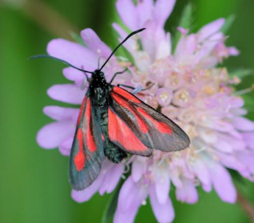 Réf. 167 694 : Zygaena osterodensis