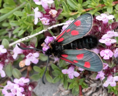 Réf. 167 690 : Zygaena exulans