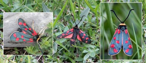 Réf. 167 633 : Zygaena anthyllidis