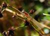 Ischnura elegans