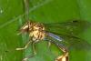 167226 – Photo : D. Martinez – Philippines