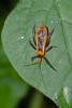 167153 – Photo : D. Martinez – Philippines