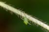 167150 – Photo : D. Martinez – Philippines