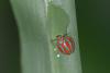 167227 – Photo : D. Martinez – Philippines