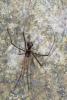 167548 – Photo : D. Martinez – Philippines