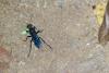167769 – Photo : D. Martinez – Philippines