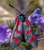 167451 – Photo : Arthropa - Benoit Martha – France (17)
