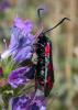 167452 – Photo : Arthropa - Benoit Martha – France (17)