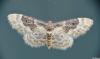 167991 – Photo : Guillaume Bigayon – France (51)