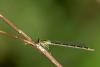 167644 – Photo : Thierry Wattez – France (79)