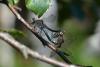 167367 – Photo : Bertrand Piney – France (42)