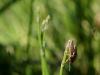 167562 – Photo : David Sannier – France (04)