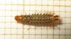 Drilus flavescens