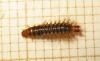 Drilus flavescens