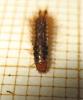 Drilus flavescens
