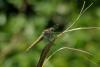 167245 – Photo : Olivier Pouvreau – France (86)