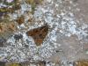 167855 – Photo : Vita – France (53)