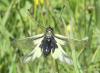 167693 – Photo : Christian Berquer – France (05)