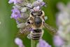 167675 – Photo : Nicolas Baudet – France (77)