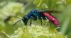 167599 – Photo : Catherine Reymonet-Smitten – France (31)