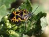 167723 – Photo : Catherine Reymonet-Smitten – France (31)