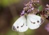 167484 – Photo : Marc Solari – France (68)