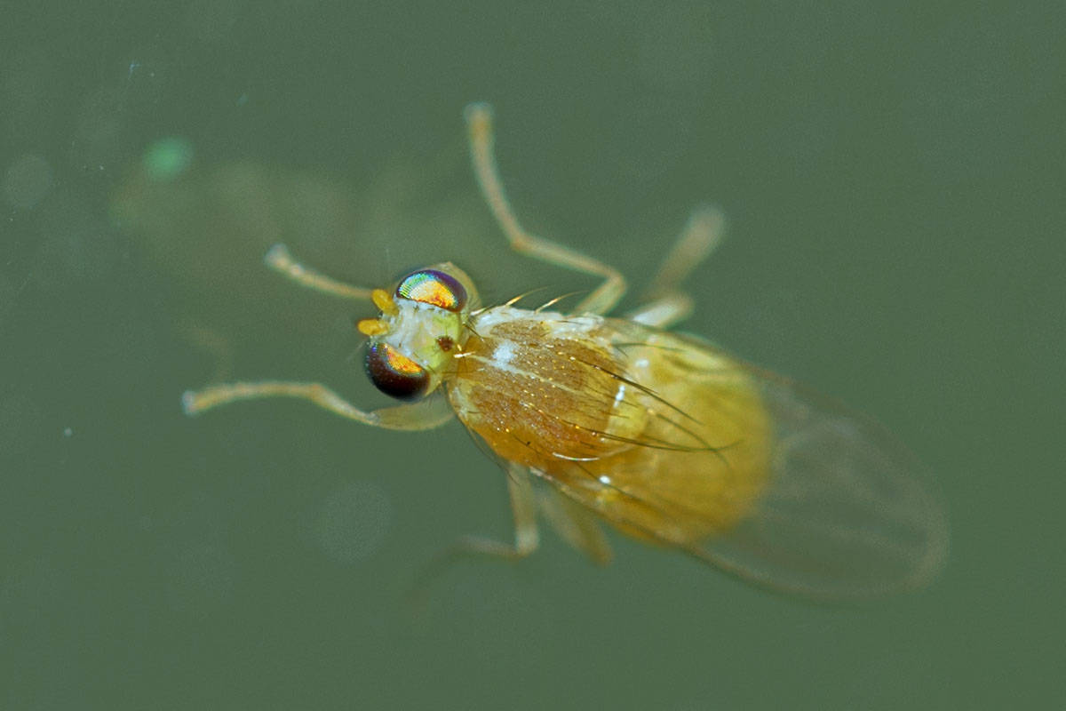 Eugène Vandebeulque - Gymnochiromyia sp. - réf. 167302 (1200 x 800 pixels, 83 ko)