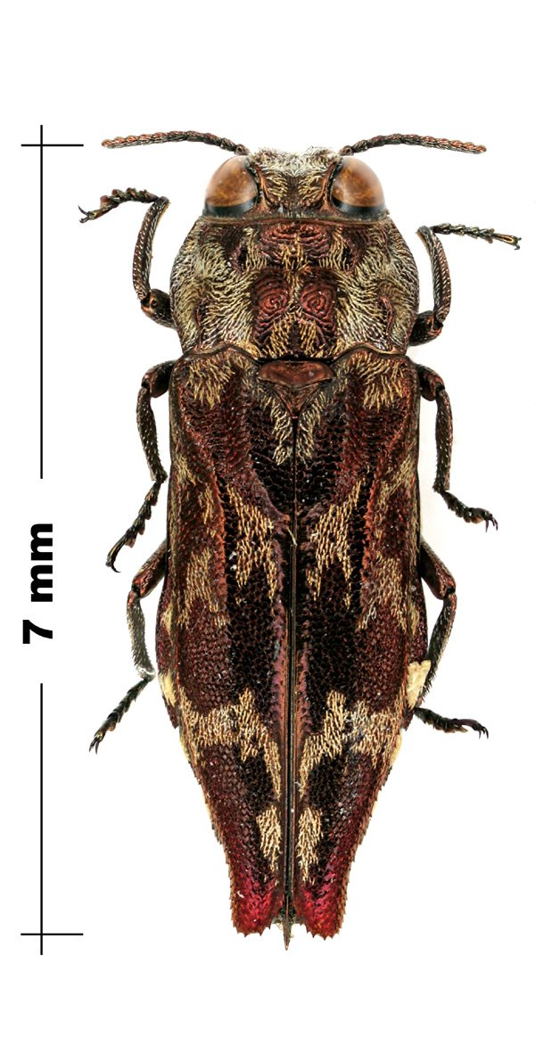P.Deschamps - Agrilus (Agrilomorpha) venosus - réf. 167128 (610 x 1192 pixels, 132 ko)