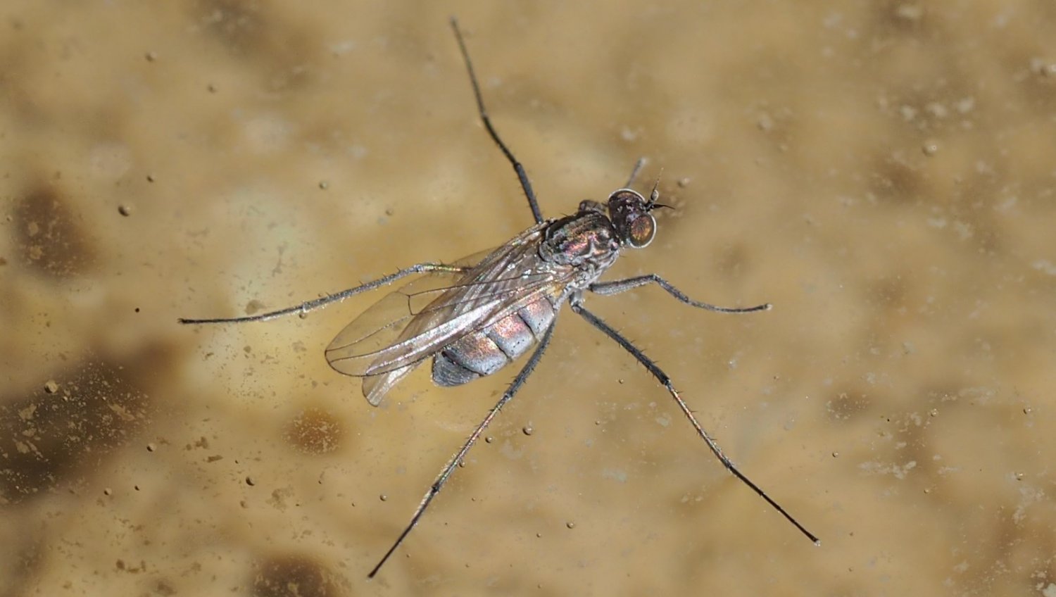 Brendan Alligand - Hydrophorus sp. - réf. 167134 (1500 x 848 pixels, 112 ko)