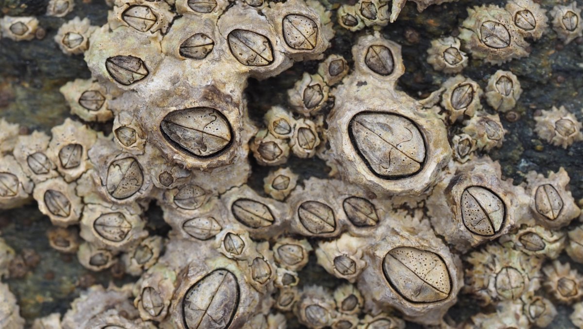 Brendan Alligand - Chthamalus stellatus - réf. 167918 (1200 x 678 pixels, 196 ko)