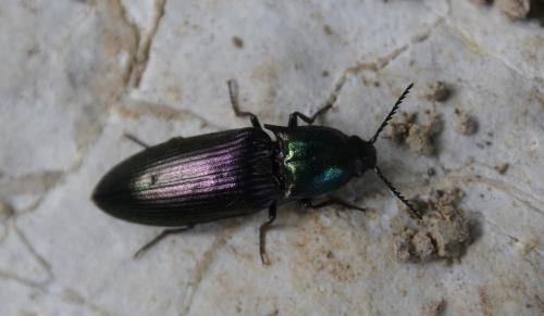Ctenicera sp.