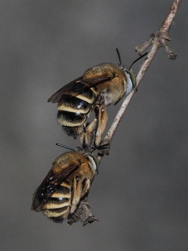 Réf. 168 845 : Amegilla garrula