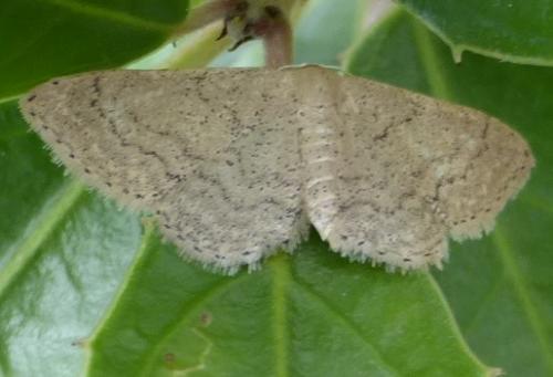 Idaea obsoletaria