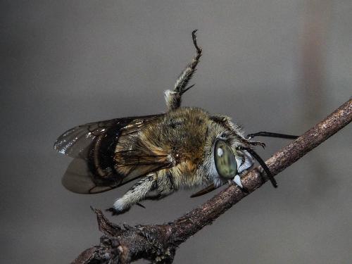 Amegilla garrula