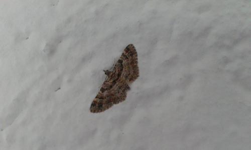 Gymnoscelis rufifasciata