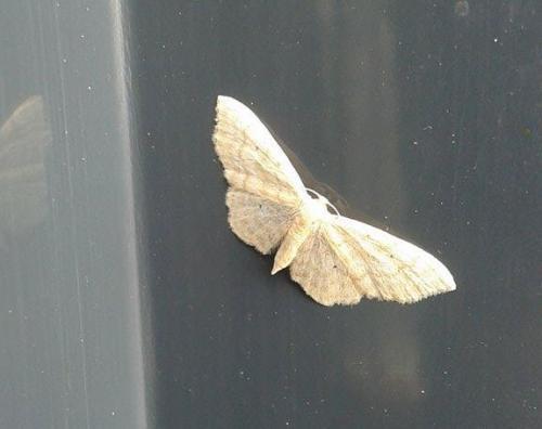Réf. 168 408 : Idaea sp.