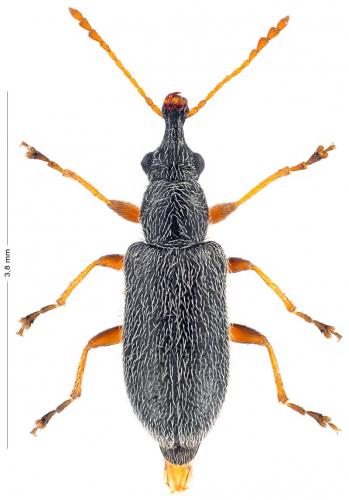 Cimberis attelaboides
