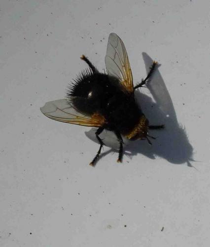 Réf. 168 328 : Tachina grossa