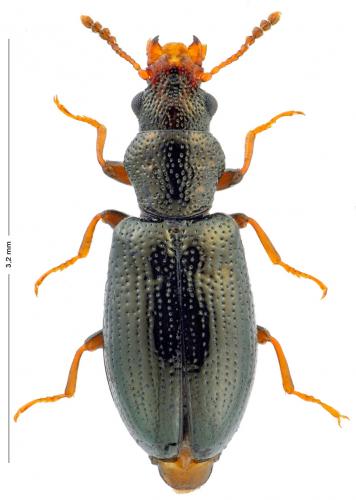 Colposis mutilatus