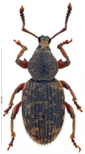 Réf. 168 716 : Otiorhynchus varius
