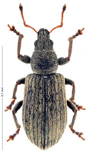 Réf. 168 724 : Polydrusus aeratus