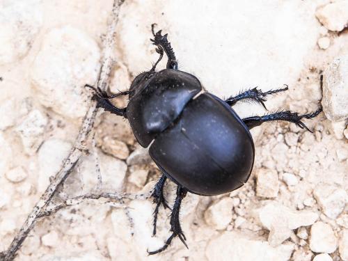 Réf. 168 512 : Trypocopris sp.