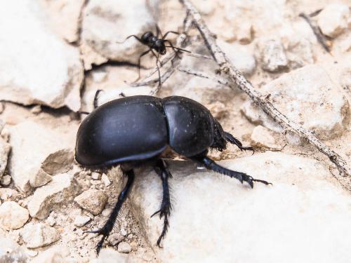 Réf. 168 513 : Trypocopris sp.