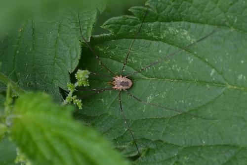 Phalangium opilio