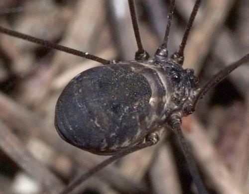 Leiobunum sp.