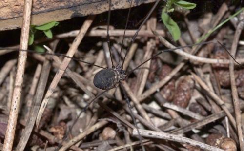 Leiobunum sp.